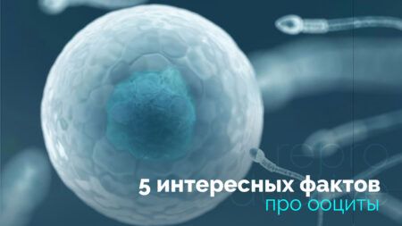 5 цікавих фактів про ооцити
