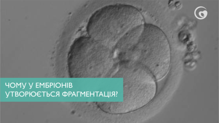 Чому у ембріонів утворюється фрагментація?
