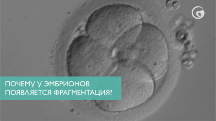 Почему у эмбрионов появляется фрагментация?