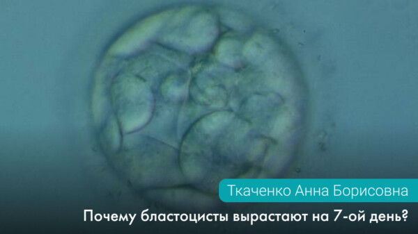 Почему бластоцисты вырастают на 7-ой день?