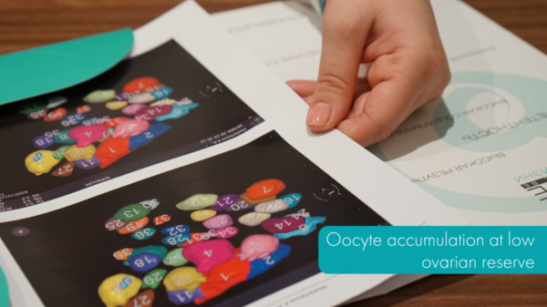 Oocyte accumulation at low ovarian reserve