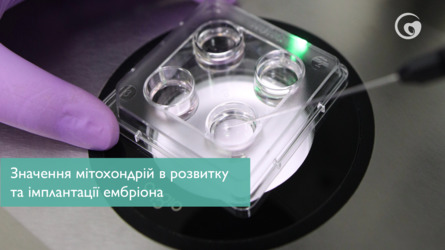 Значення мітохондрій в розвитку та імплантації ембріона
