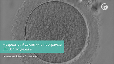 Что делать, когда полученные незрелые яйцеклетки в программе ЭКО?