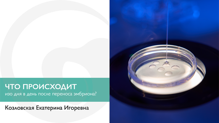 Что происходит изо дня в день после переноса эмбриона?