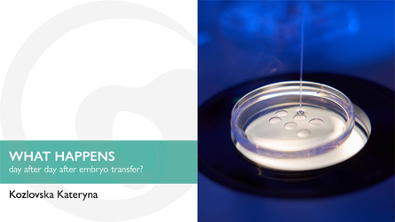 What happens day after day after embryo transfer?